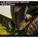 Фендера Ford F-150 2018-2020 чорний AIR DESIGN FO25A03 FO25A03 фото 5