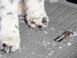 Килим в багажник чорний Toyota RAV4 2019 + WeatherTech 401246 401246 фото 6